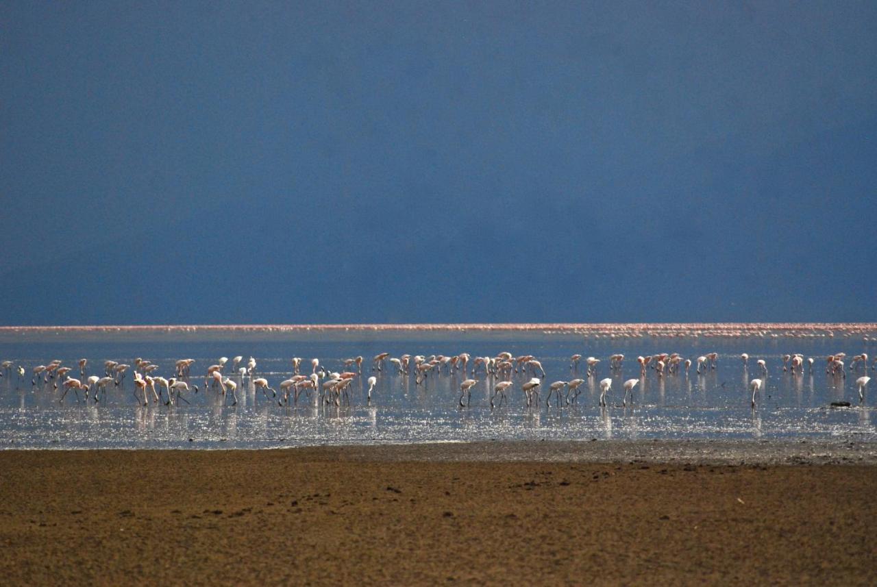 Migunga Tented Camp Mto wa Mbu Exterior foto